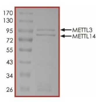 SDS PAGE (METTL3-610H).jpg